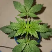 cannabiz personal grow