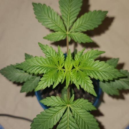 cannabiz personal grow