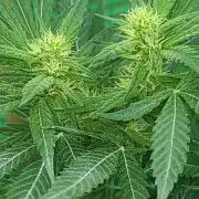My first seed to harvest