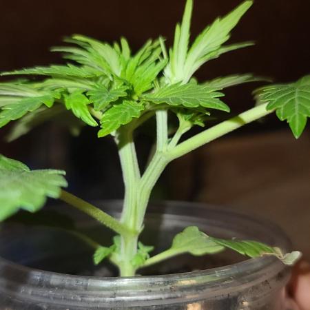 BS trainwreck auto peanut butter jar gro