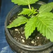 BS trainwreck auto peanut butter jar gro