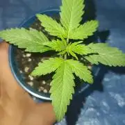 Cannabiz blue dream 💙
