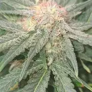 My first seed to harvest