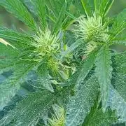 My first seed to harvest