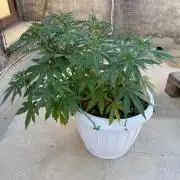 Gorilla Cookies FF