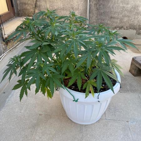 Gorilla Cookies FF