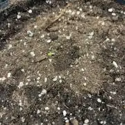 Chase the Best #1: Wedding Cake Auto