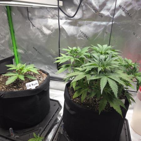 GREEN CRACK