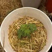 Jungle cake from clone-only fed ferments