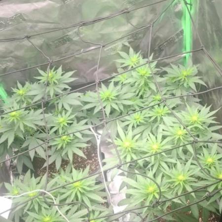 mi primer cultivo
