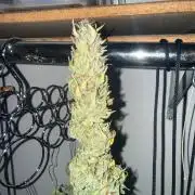 Gelato named Shirley (first grow)