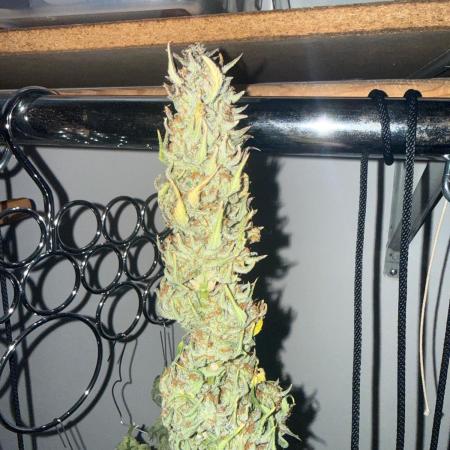 Gelato named Shirley (first grow)