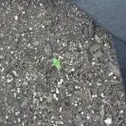 Mata de plátano