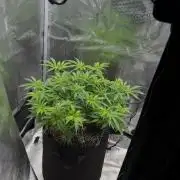 Heckin’ Chonker My First Grow
