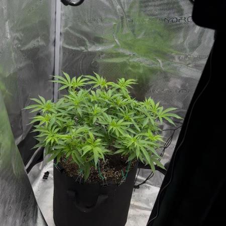 Heckin’ Chonker My First Grow