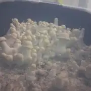 First Mushroom Grow