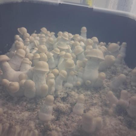 First Mushroom Grow