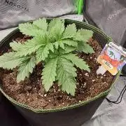 FreeSeed