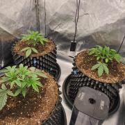 Super Lemon Cherry by Sensi Seeds