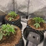 Super Lemon Cherry by Sensi Seeds