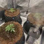 Super Lemon Cherry by Sensi Seeds