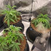 Super Lemon Cherry by Sensi Seeds