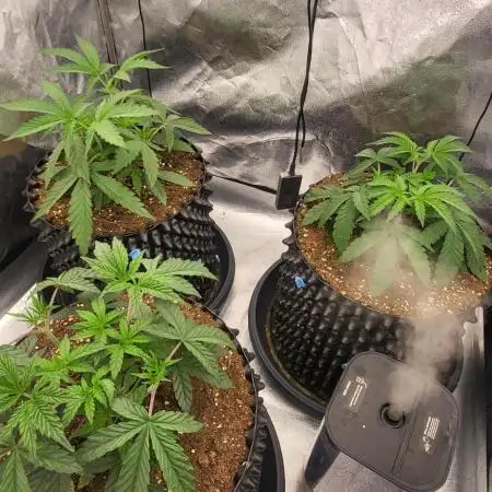 Super Lemon Cherry by Sensi Seeds