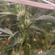 The biscotti journey: the first grow