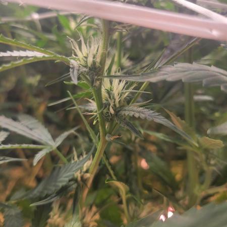 The biscotti journey: the first grow