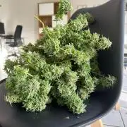 RQS Saplings Clones