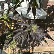 RQS Saplings Clones