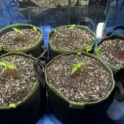 Mix Pack Auto RF3
