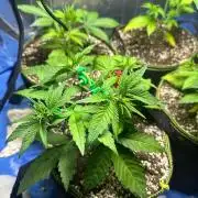 Mix Pack Auto RF3