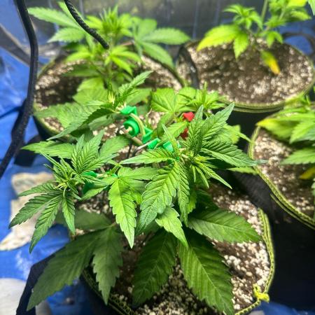 Mix Pack Auto RF3