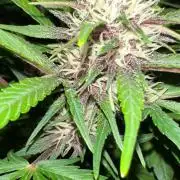Mix Pack Auto RF3