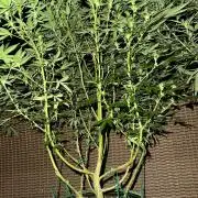 RQS Saplings Clones