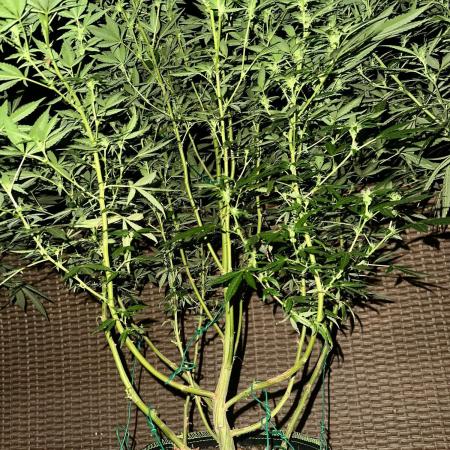 RQS Saplings Clones
