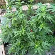 RQS Saplings Clones
