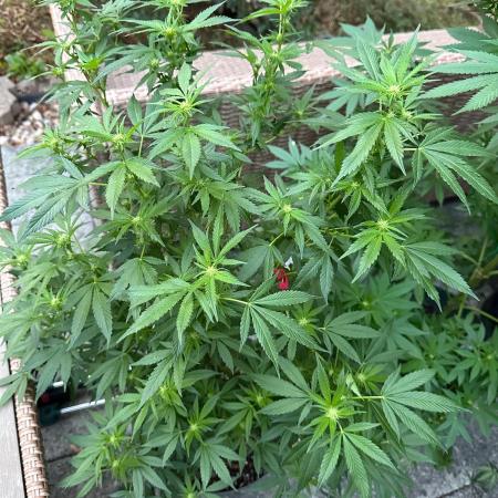 RQS Saplings Clones