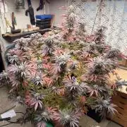 Garden Grow 2026 Go big or go home