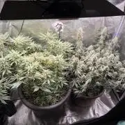 Second indoor Grow