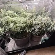 Second indoor Grow