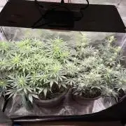 Second indoor Grow