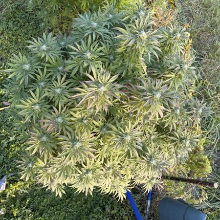 Garden Grow 2026 Go big or go home
