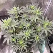 Second indoor Grow