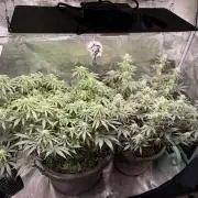 Second indoor Grow