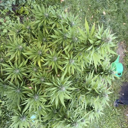 Garden Grow 2026 Go big or go home