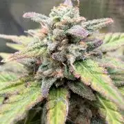 First Grow in a tent EVARR