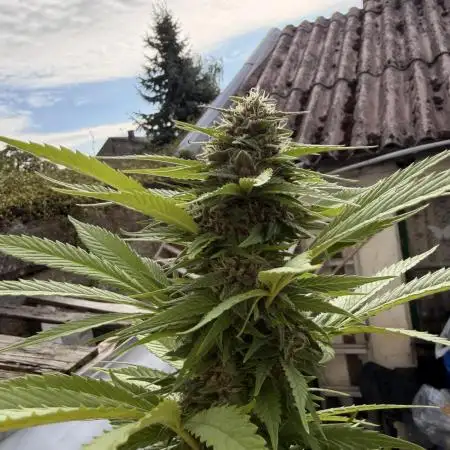 Garden Grow 2026 Go big or go home