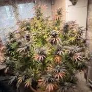 Garden Grow 2026 Go big or go home